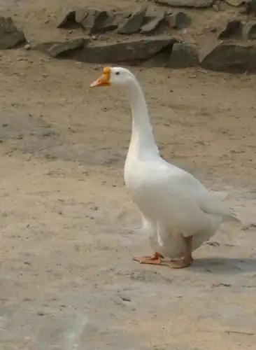 母鹅留着下蛋 宰公鹅时 母鹅在一傍看着 抬头向天 发出阵阵撕裂般