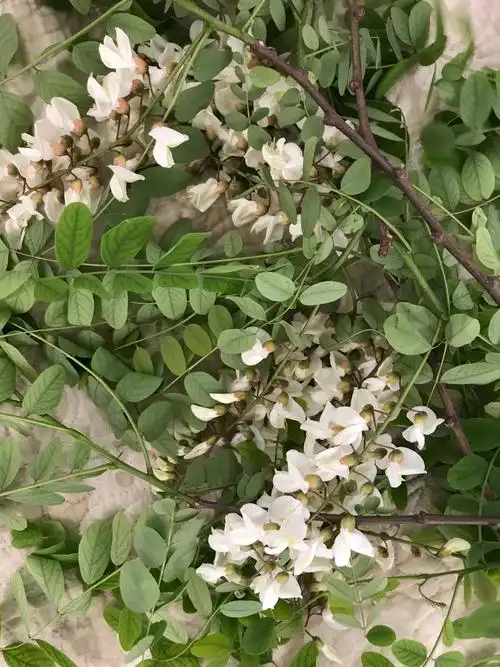 写美篇门口的几棵榆钱树已经开花,年年岁岁花相似,岁岁年年人不同!
