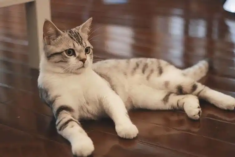 10张美国短尾猫图片赏析