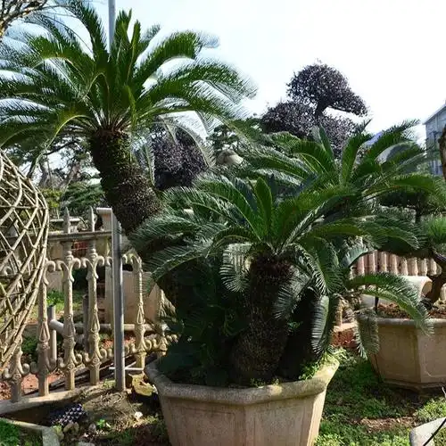 铁树图片_铁树大全/细节图 - 搜好货网海量高清精选图片