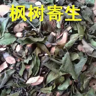 100%野生瑶山 枫树寄生【别名】路路通寄生 枫香树寄生 大叶枫寄生 枫