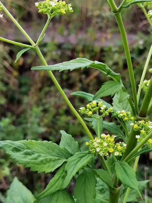 败酱草功效与作用(败酱草与经方——薏苡附子败酱散介绍)