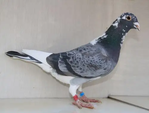 信鸽在线拍卖平台 - 中国信鸽信息网