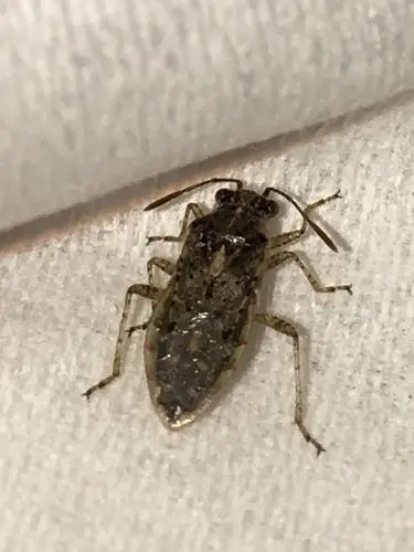 wulifu7  采纳率:53%擅长:婚嫁小说武威市花鸟鱼虫 其他回答 蟑螂