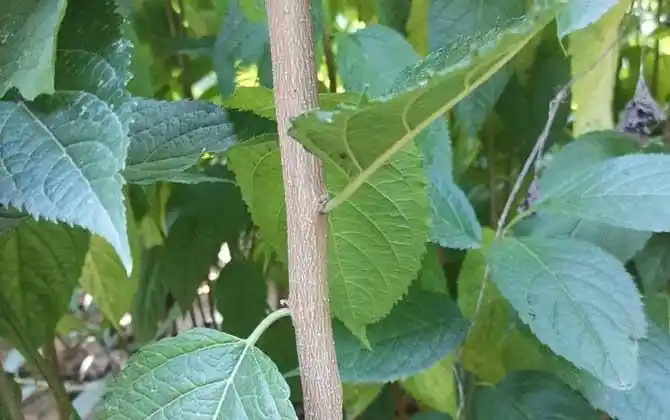 5,嫁接繁殖:杜仲树可以嫁接繁殖,一般用二年生苗作