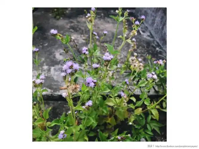 原来你叫「假臭草」