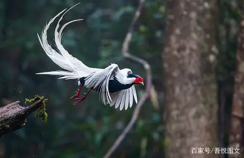 广东省鸟白鹇--体态优雅华丽,性情机警灵敏