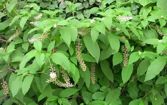 商陆又叫土人参,民间被称为"脚气的利器",了解下