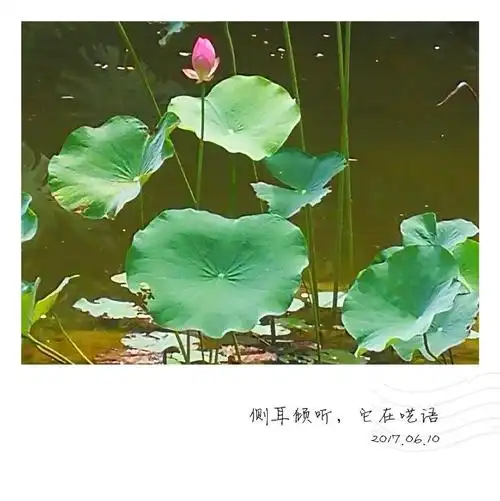 岁月静好,浅笑安然