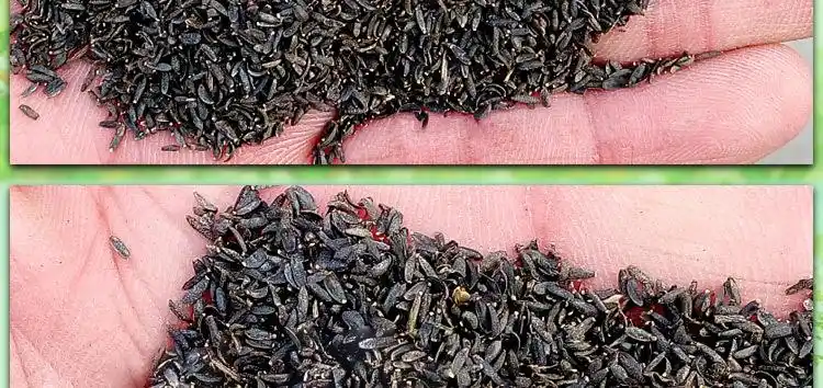 蛇目菊种子 景观花卉种子 工程园林绿化四季易种花期长 实体批发