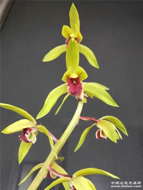 蕙兰红舌再次开花很有气势很漂亮