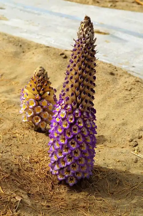 接种肉苁蓉,走以林养林,生态经济型林业发展模式,促进沙产业逐步兴起