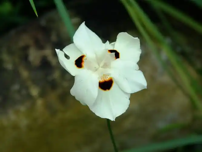 双色野鸢尾南非飞来双色蝶