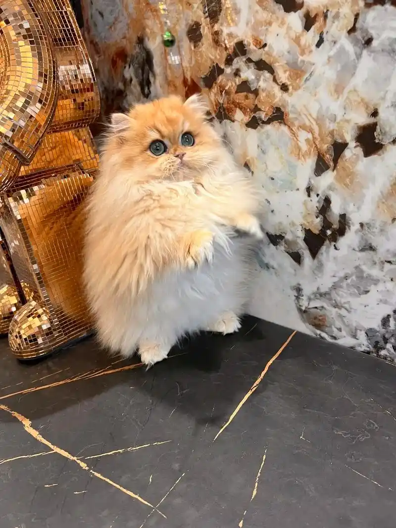 小猫手机屏保#小猫咪无死角可爱 #拿破仑矮脚猫 #比比谁家的 - 抖音