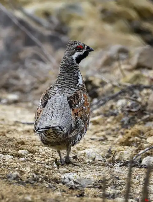 飞龙(花尾榛鸡)灰鹤猞狸黑琴鸡这里充满了野性与温柔,既有空中枭雄