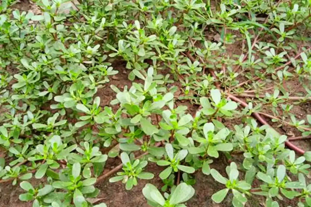 功效与作用 马齿苋具有清热解毒,凉血止血,止痢的功 止痢 芩 - 抖音
