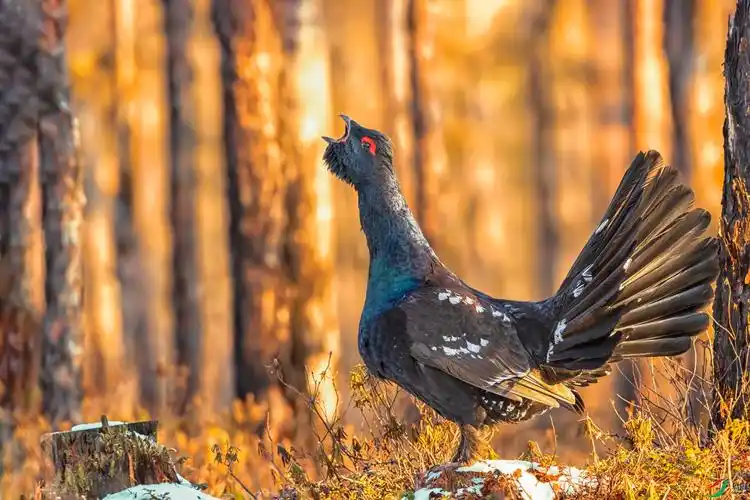 晨光中的松鸡(祝贺老师佳作荣获首页精华)