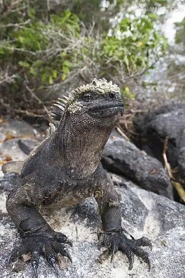 p>海鬣蜥(学名: i>amblyrhynchus cristatus /i>):是仅出没在 a href