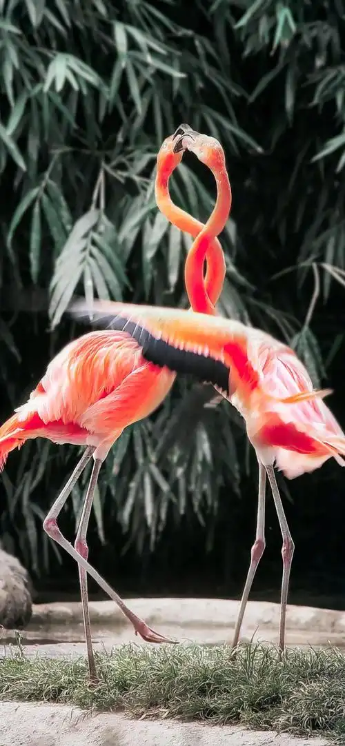 动物萌宠火烈鸟唯美手机壁纸