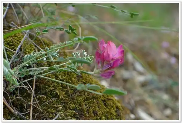 贺兰山岩黄耆 hedysarum petrovii 豆科岩黄耆属
