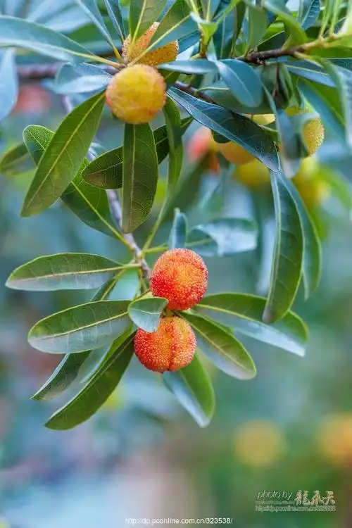 【杨梅快熟了】 第 11 幅查看大图曝光:auto exposure光圈:f5.