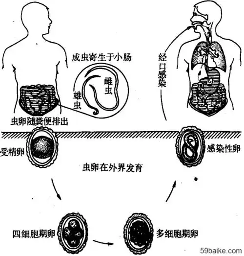 两种钩虫的生活史大体相同.