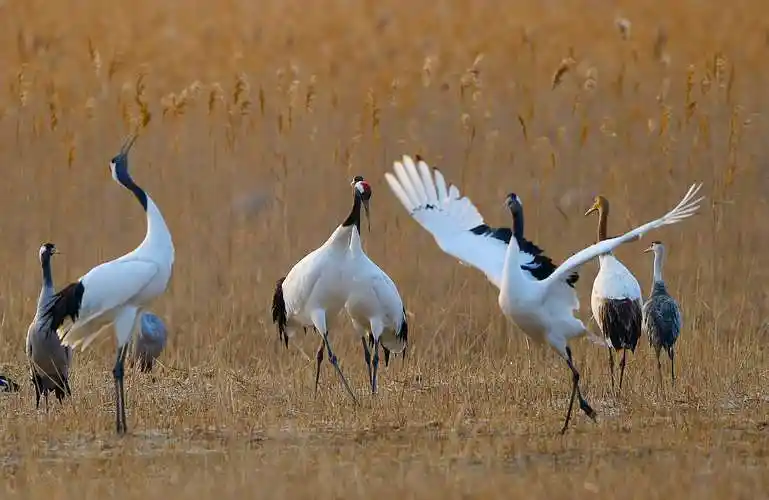 盐城射阳湿地丹顶鹤