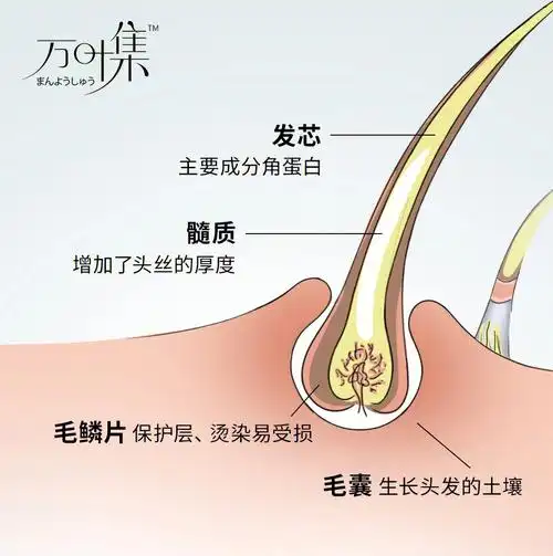 一图秒懂自己的头发快来你的姐妹来看