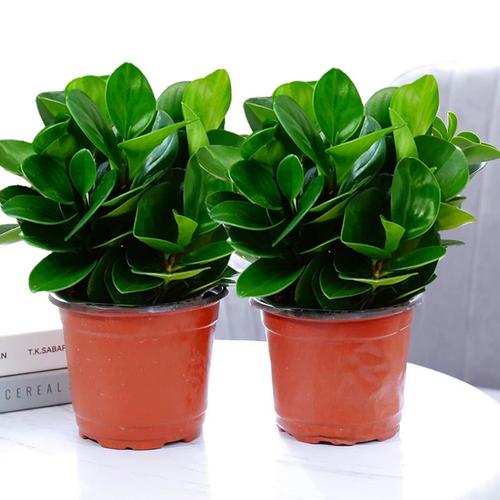 圆叶紫边碧玉盆栽轮叶豆瓣绿荷叶吸甲醛水培植物多肉椒草四季常青