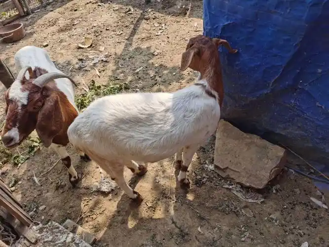 我们这的人说这种羊不能怀孕说这个羊是说公不公说母不母二乙子羊