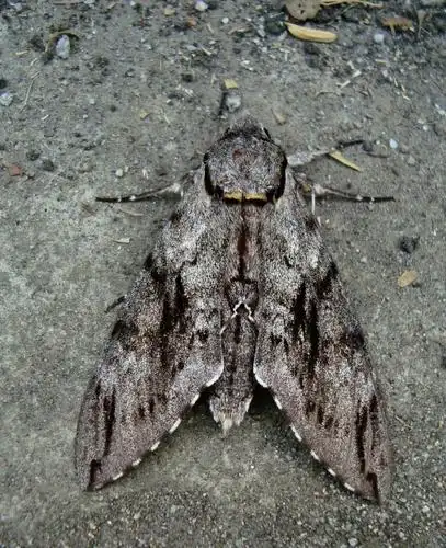 展开全部 霜天蛾 鳞翅目,天蛾科.