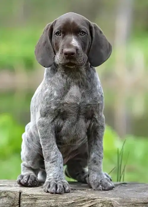 这种犬种的主要特点是强壮,勇敢,聪明,以及非常适应训练.