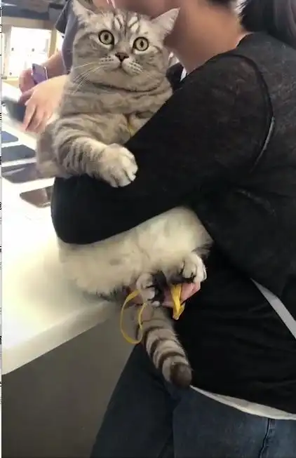 主人带美短猫去手机店,吓得它尾巴都无处安放,网友:眼神好呆萌