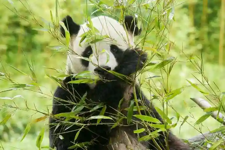 熊猫躲在竹林后面桌面壁纸