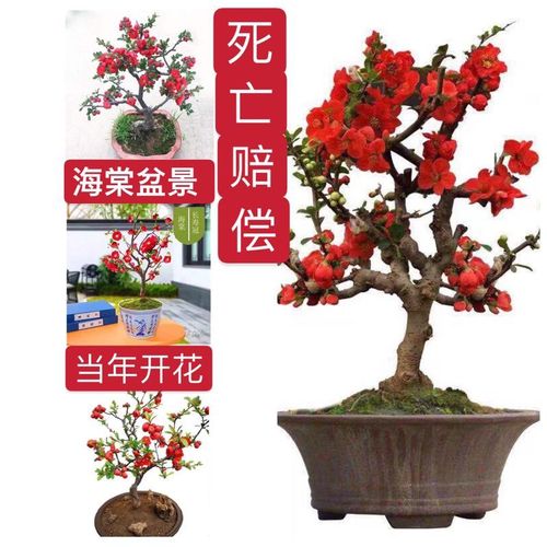 绿宝石四季海棠老桩镇宅中国红大红耐热六角八仙过海红色耐寒