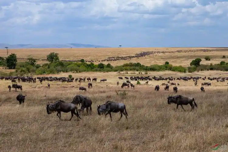 角马大迁徙