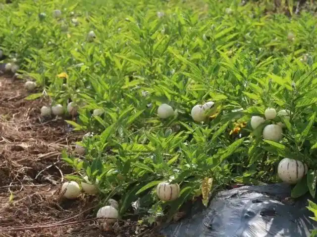 人参果树长什么样子