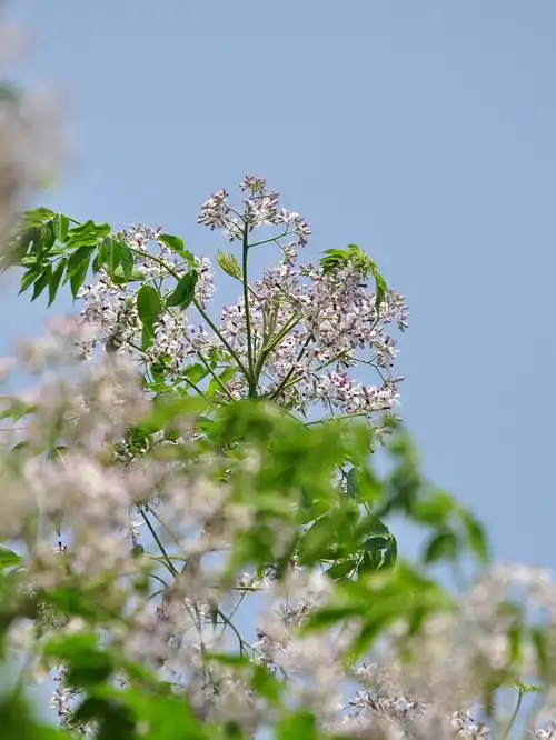 楝树花开首发
