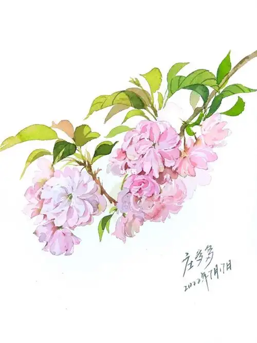 水彩樱花过程