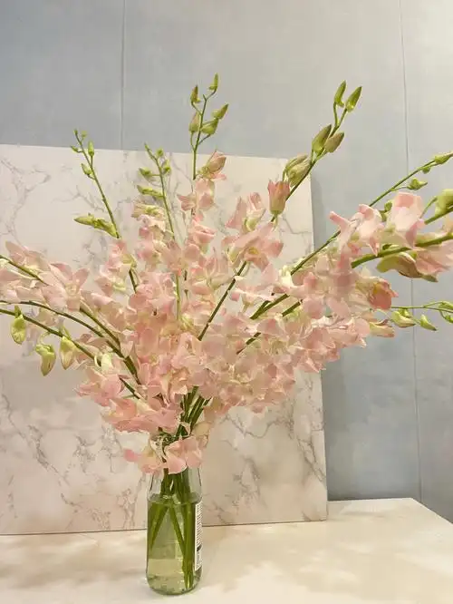 遇水开炸的洋兰