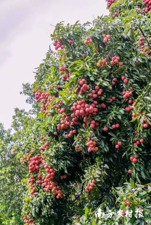 冠幅惊人深圳百年糯米糍荔枝树挂果一吨