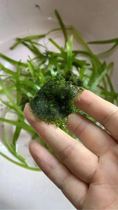 鱼缸爆绿藻,求帮助