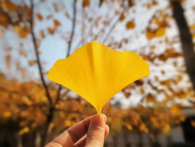 手拿黄色银杏叶子立秋秋天风景壁纸