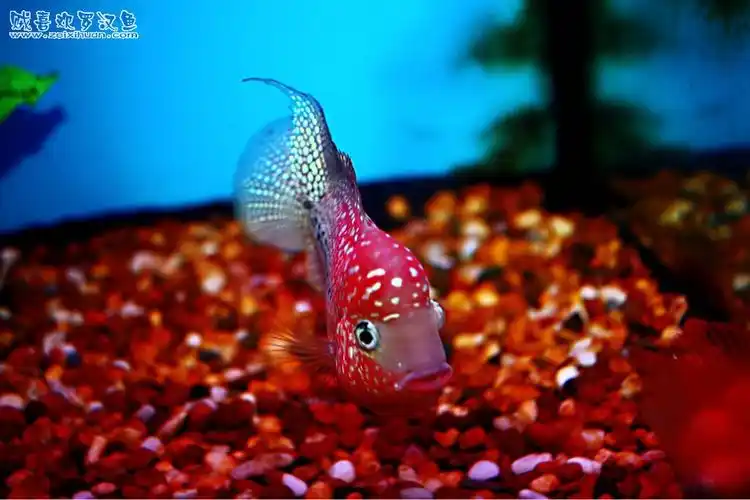 论坛 69 罗汉鱼$交易 69 加盟商家专版 69 好