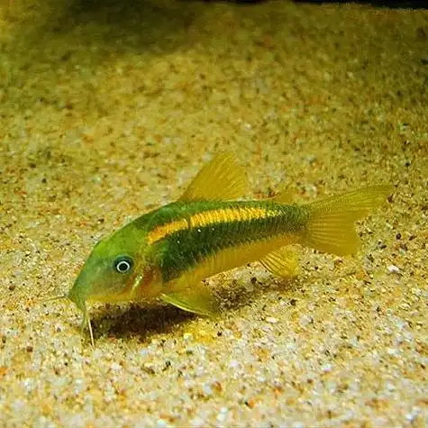 金鼠金线鱼黄底栖清理食物残渣工具淡水鱼活体鱼