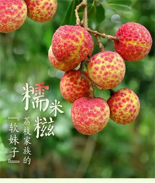 空运包邮,现摘新鲜广东糯米糍荔枝,非桂味白糖罂荔枝