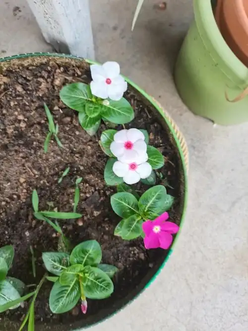 播种的长春花种子长大了,买的混色,开的确实是混色,就是不知道每个