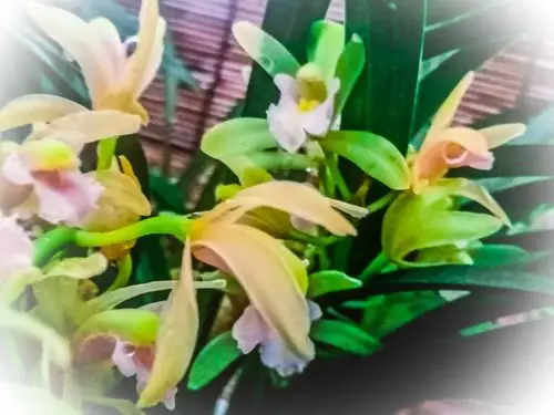 碧玉兰花,花语祥和