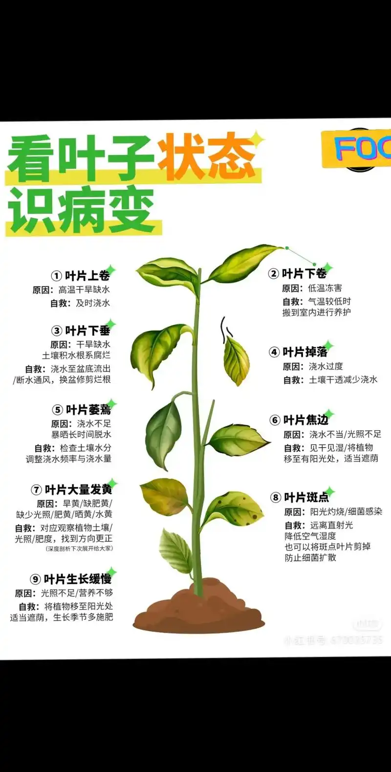 飞羽/孔雀竹芋  好看又好养.背面是紫色的,又有个充满寓意的 - 抖音