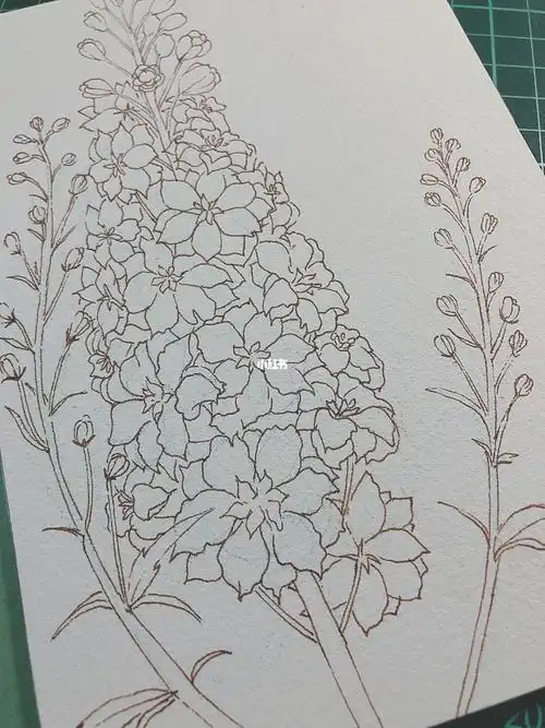 钢笔淡彩丨94大花飞燕草(线稿)